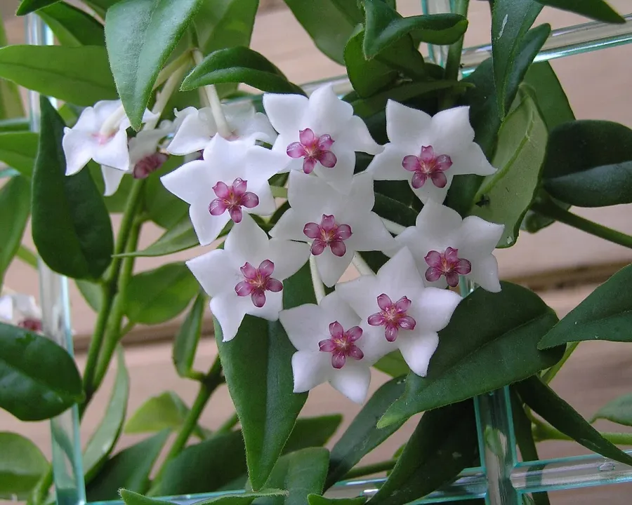 Foto von Hoya (Hoya bella).