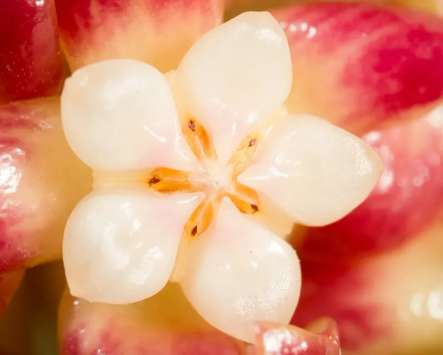 Foto von Hoya (Hoya callistophylla).