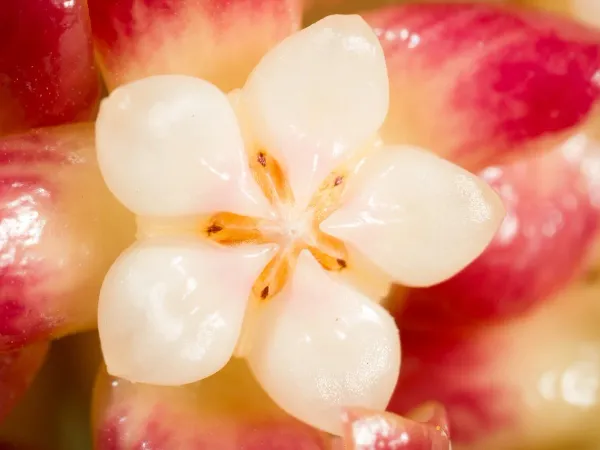 Foto von Hoya (Hoya callistophylla).