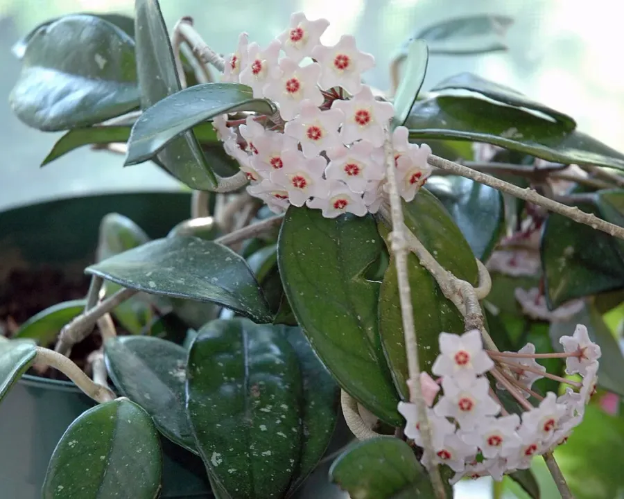 Foto von Hoya (Hoya compacta).