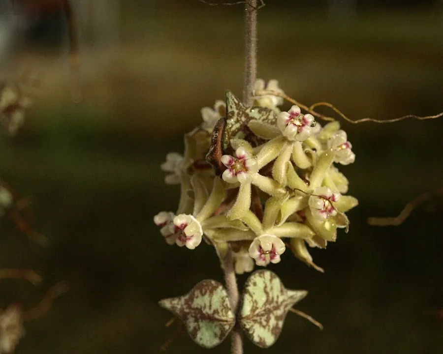 Foto von Hoya (Hoya curtisii).