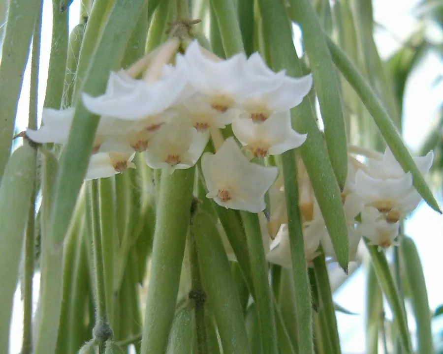 Foto von Hoya (Hoya linearis).