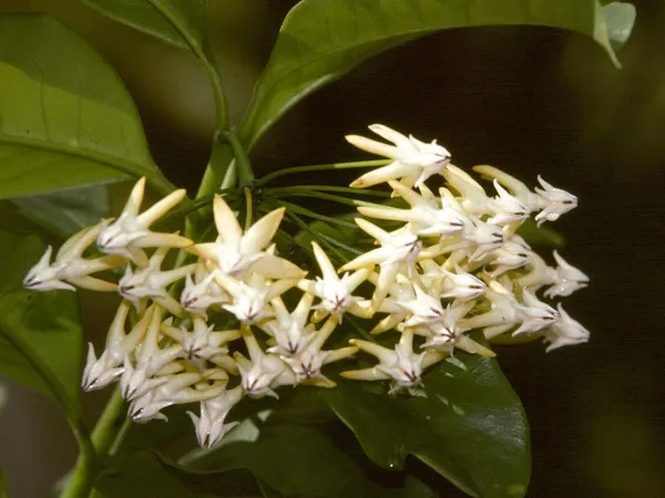 Foto von Hoya (Hoya multiflora).