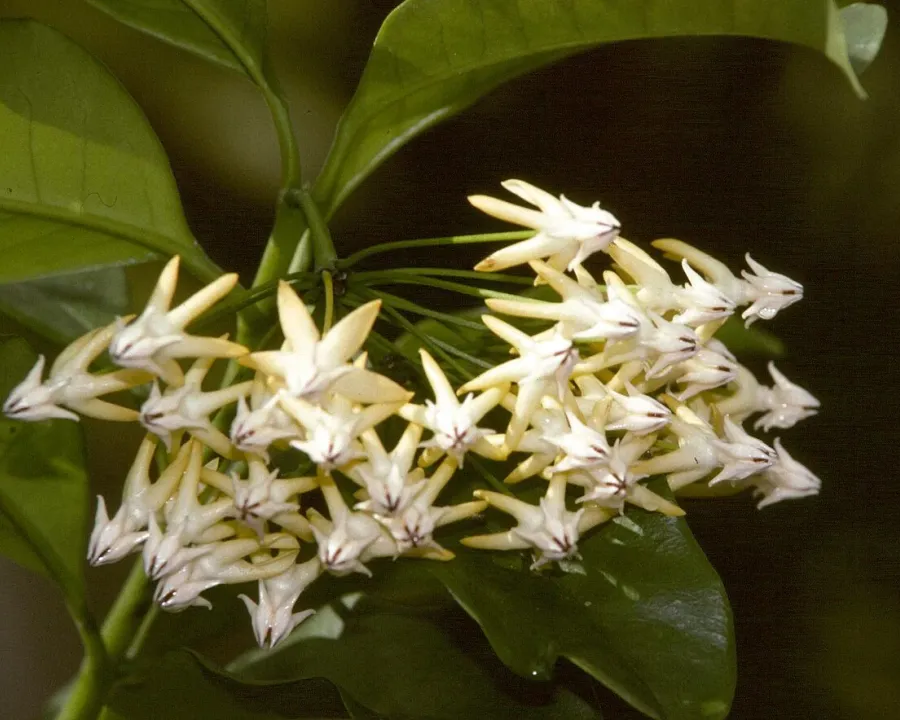 Foto von Hoya (Hoya multiflora).