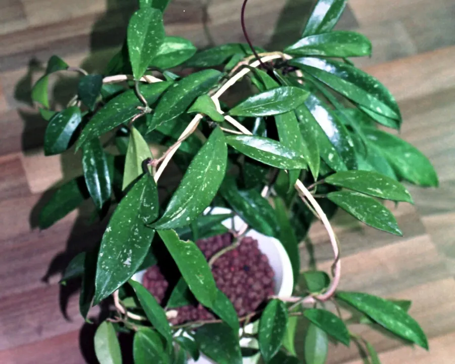 Foto von Hoya (Hoya pubicalyx).