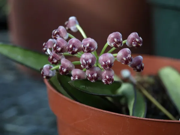 Foto von Hoya (Hoya wayetii).