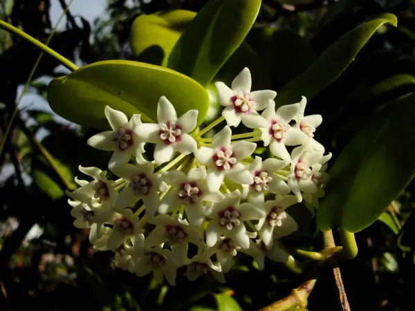 Foto von Hoya (Hoya australis).