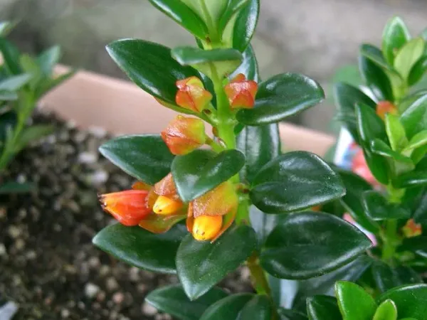 Foto von Hypocyrta (Nematanthus gregarius).