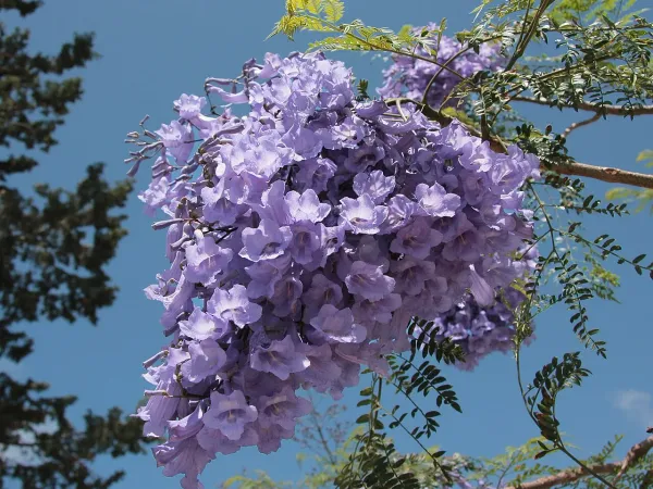 Foto von Jacaranda (Jacaranda mimosifolia).