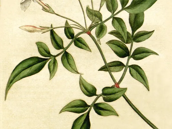Foto von Jasmin (Jasminum officinale).