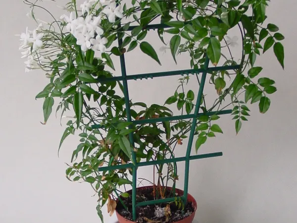 Foto von Jasmin (Jasminum polyanthum).