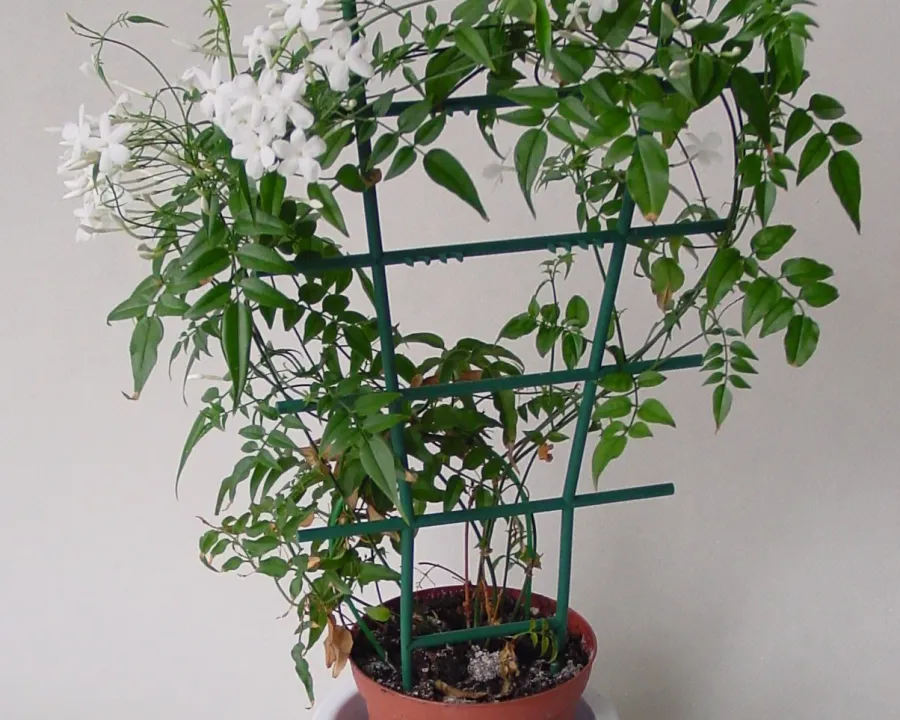 Foto von Jasmin (Jasminum polyanthum).