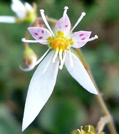 Foto von Judenbart (Saxifraga stolonifera).