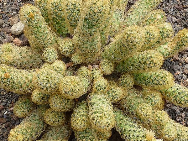 Foto von Kaktus (Mammillaria elongata).