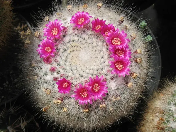Foto von Kaktus (Mammillaria hahniana).