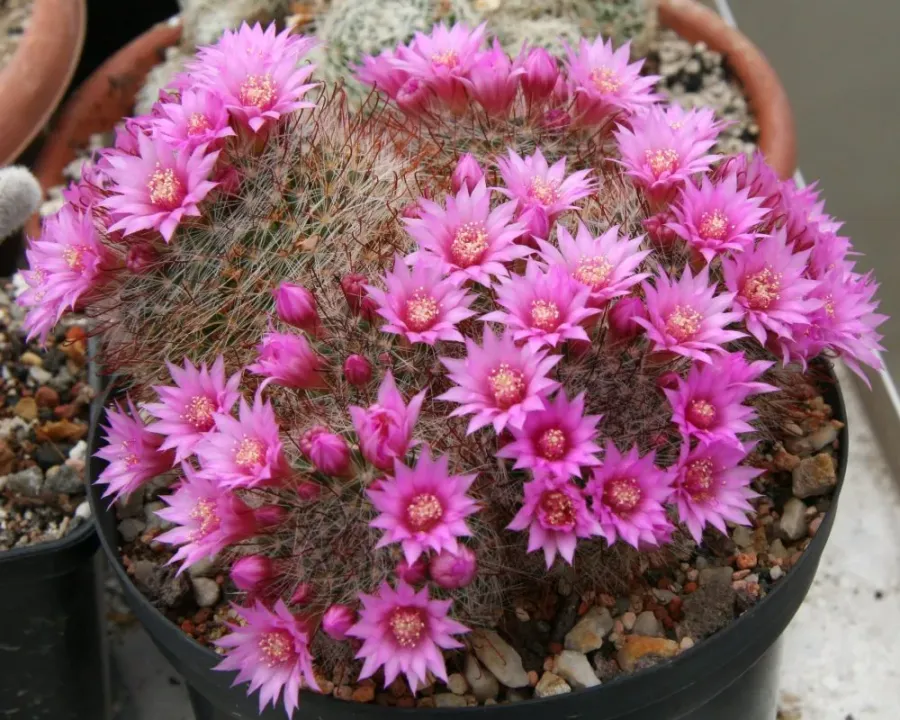 Foto von Kaktus (Mammillaria zeilmanniana).