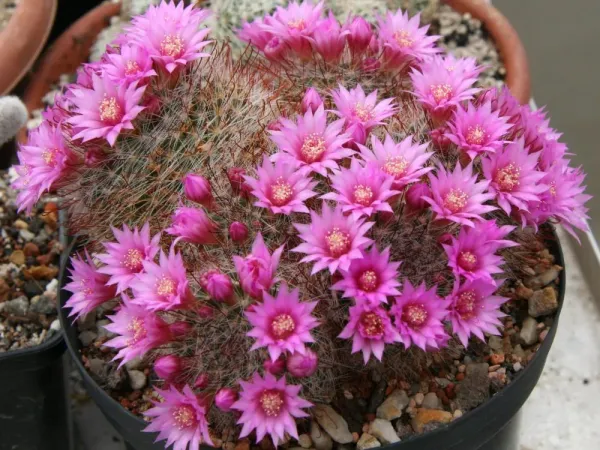 Foto von Kaktus (Mammillaria zeilmanniana).