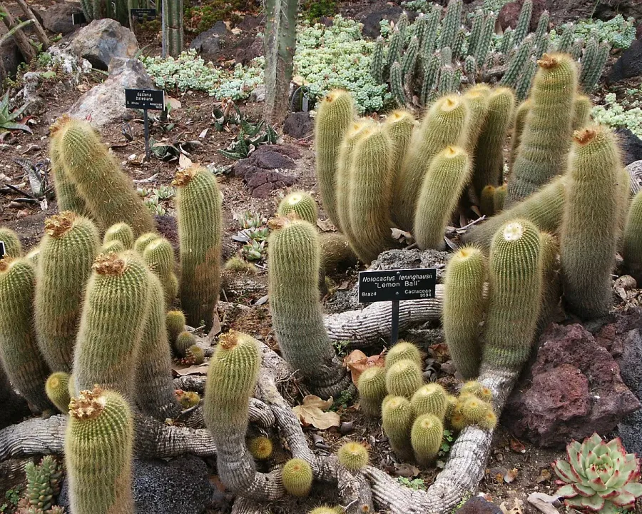 Foto von Kaktus (Parodia leninghausii).