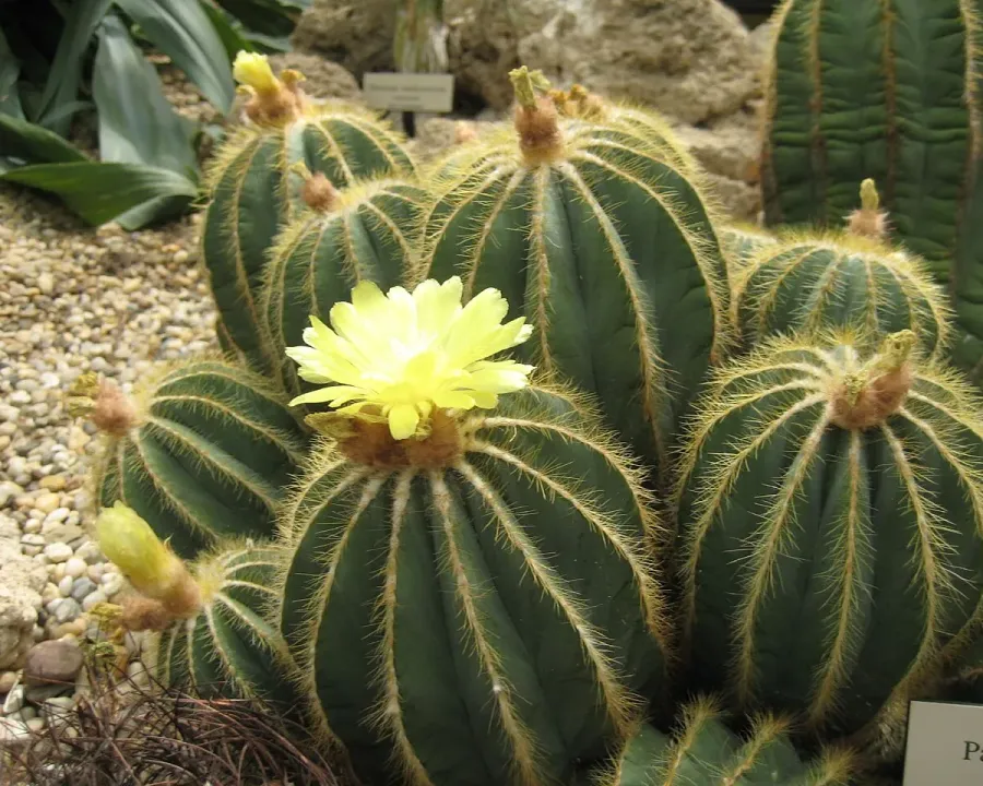Foto von Kaktus (Parodia magnifica).