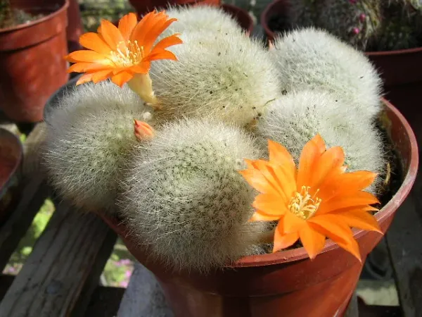 Foto von Kaktus (Rebutia muscula).