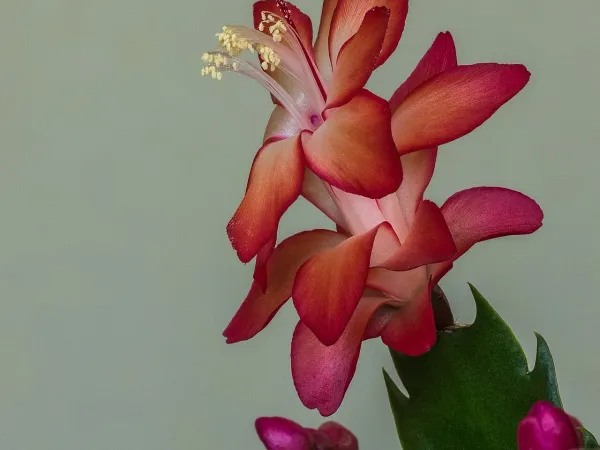 Foto von Kaktus (Schlumbergera bridgesii).