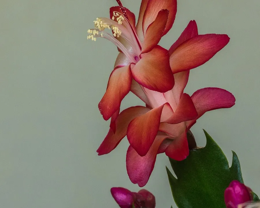 Foto von Kaktus (Schlumbergera bridgesii).