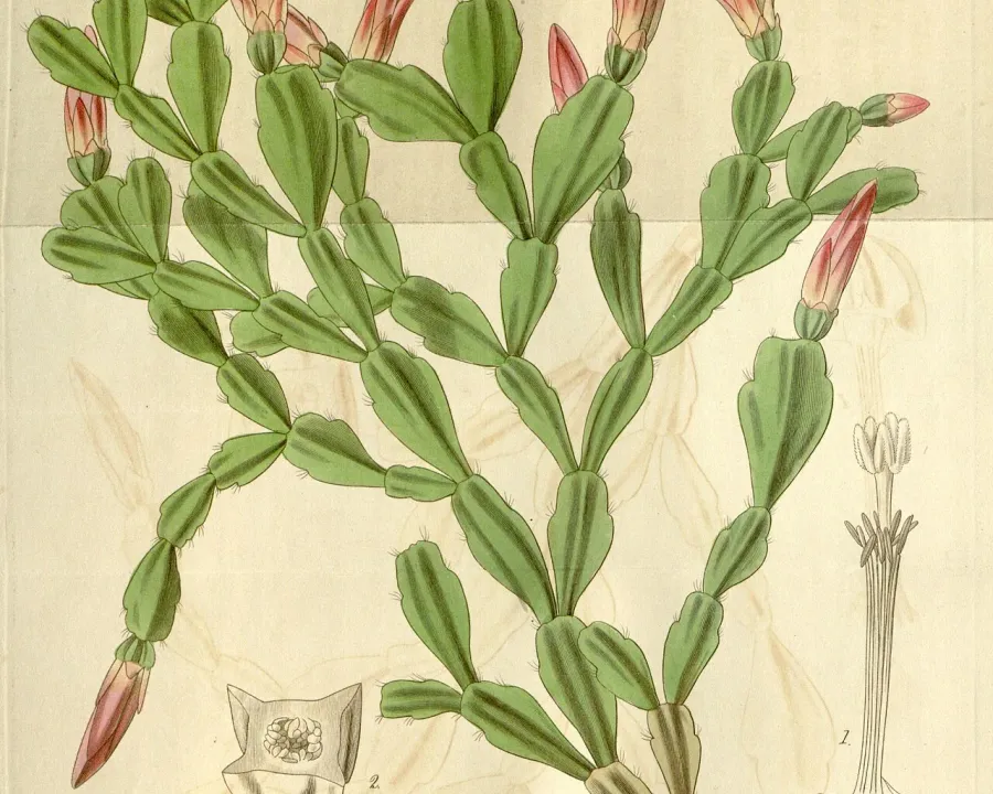 Foto von Kaktus (Schlumbergera russelliana).