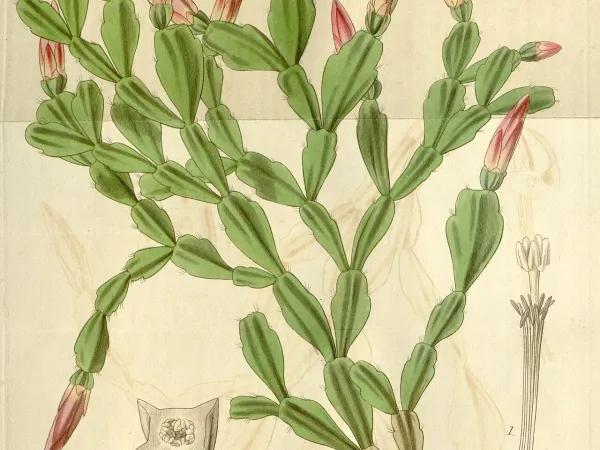 Foto von Kaktus (Schlumbergera russelliana).
