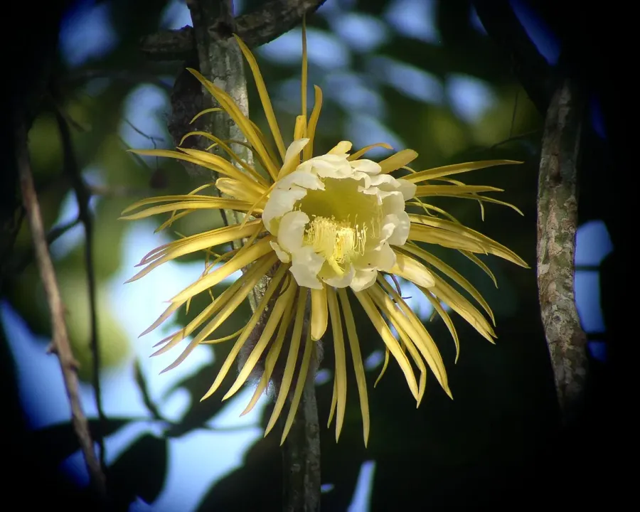 Foto von Kaktus (Selenicereus grandiflorus).