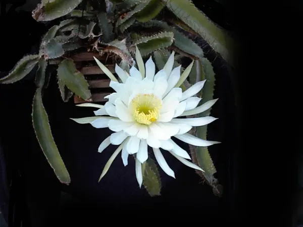 Foto von Kaktus (Selenicereus testudo).