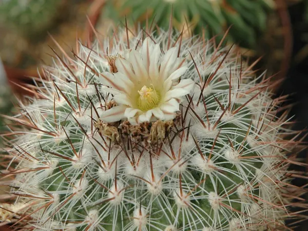 Foto von Kaktus (Stenocactus multicostatus).