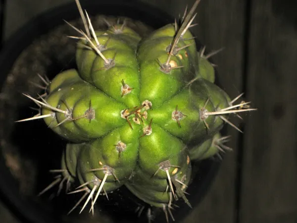 Foto von Kaktus (Trichocereus peruvianus).
