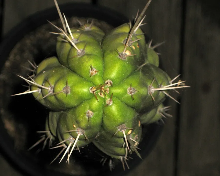 Foto von Kaktus (Trichocereus peruvianus).