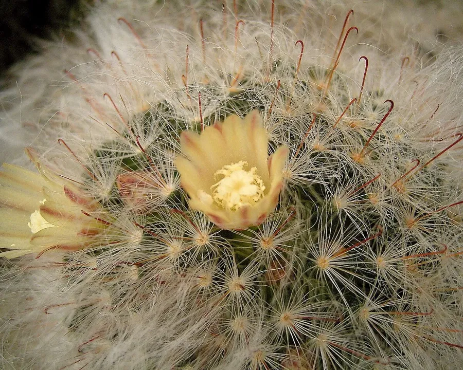 Foto von Kaktus (Mammillaria bocasana).