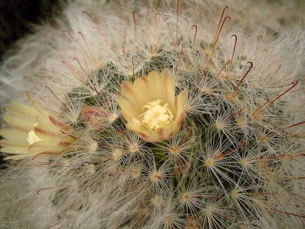 Foto von Kaktus (Mammillaria bocasana).