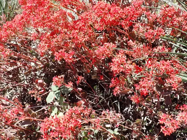 Foto von Kalanchoe (Kalanchoe blossfeldiana).
