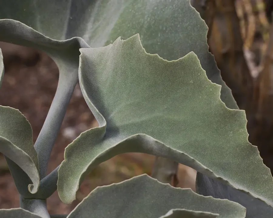 Foto von Kalanchoe (Kalanchoe beharensis).