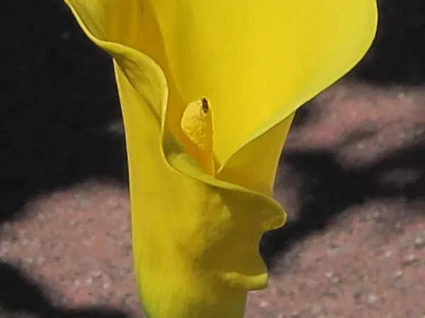 Foto von Kalla (Zantedeschia elliottiana).