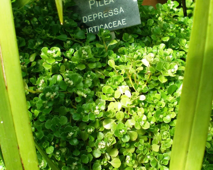 Foto von Kanonierblumen (Pilea depressa).