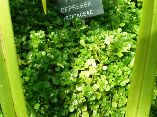 Foto von Kanonierblumen (Pilea depressa).