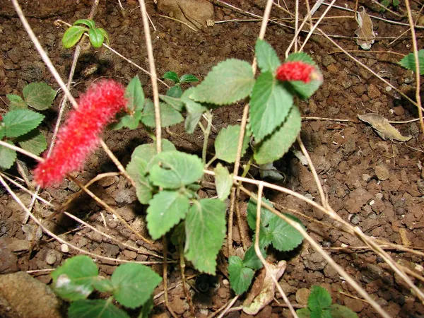 Foto von Katzenschwänzchen (Acalypha hispaniolae).