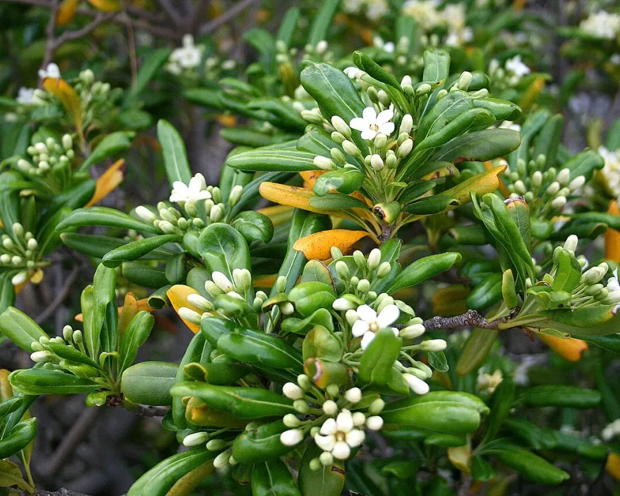 Foto von Klebesamen (Pittosporum tobira).