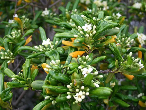 Foto von Klebesamen (Pittosporum tobira).