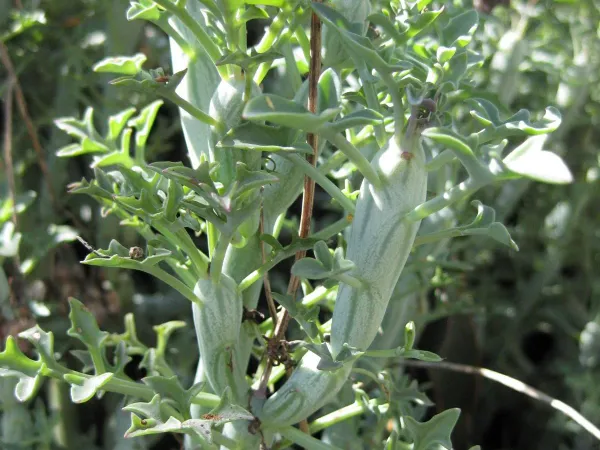 Foto von Kleinia (Kleinia articulata).