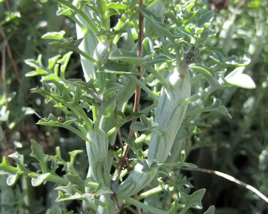 Foto von Kleinia (Kleinia articulata).
