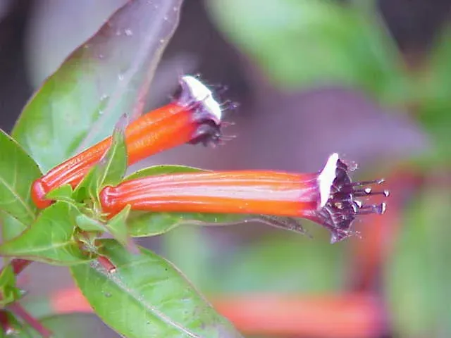 Foto von Köcherblümchen (Cuphea ignea).