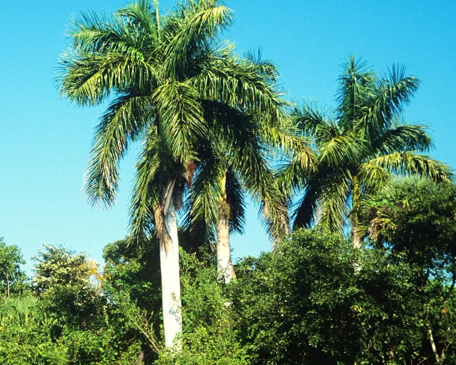 Foto von Königspalme (Roystonea regia).