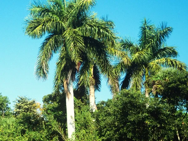Foto von Königspalme (Roystonea regia).