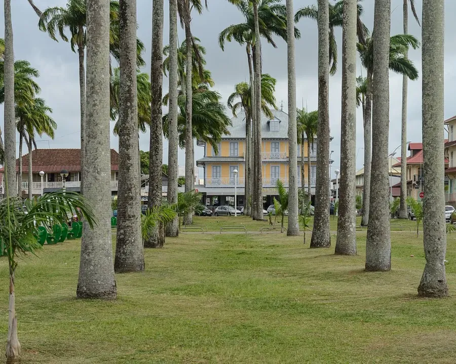 Foto von Königspalme (Roystonea oleracea).