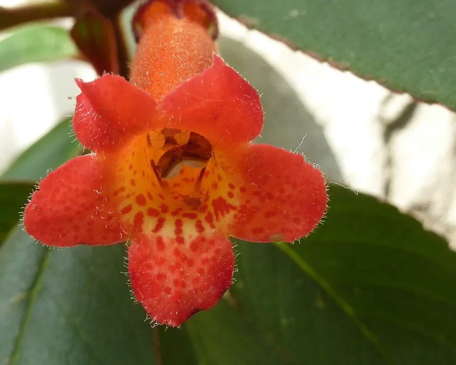 Foto von Kohleria (Kohleria eriantha).